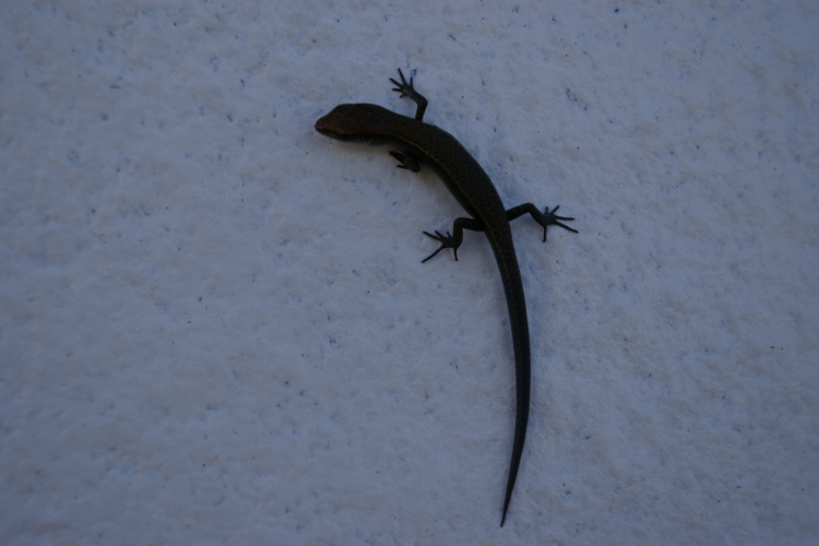 十大外围足球平台app手机版