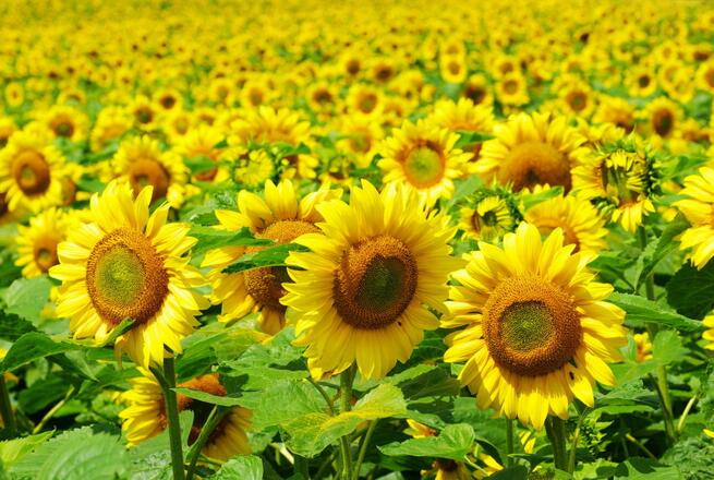 十大外围足球平台app手机版