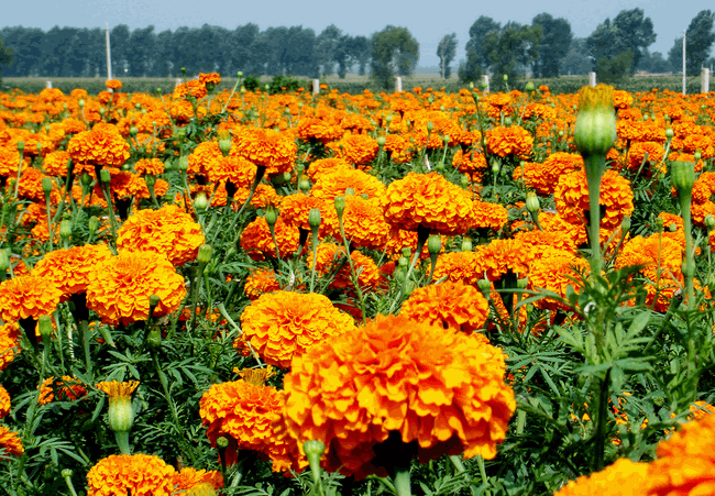 十大外围足球平台app