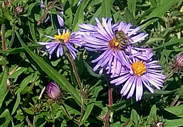 十大外围足球平台app