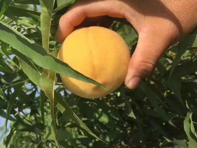 十大外围足球平台app