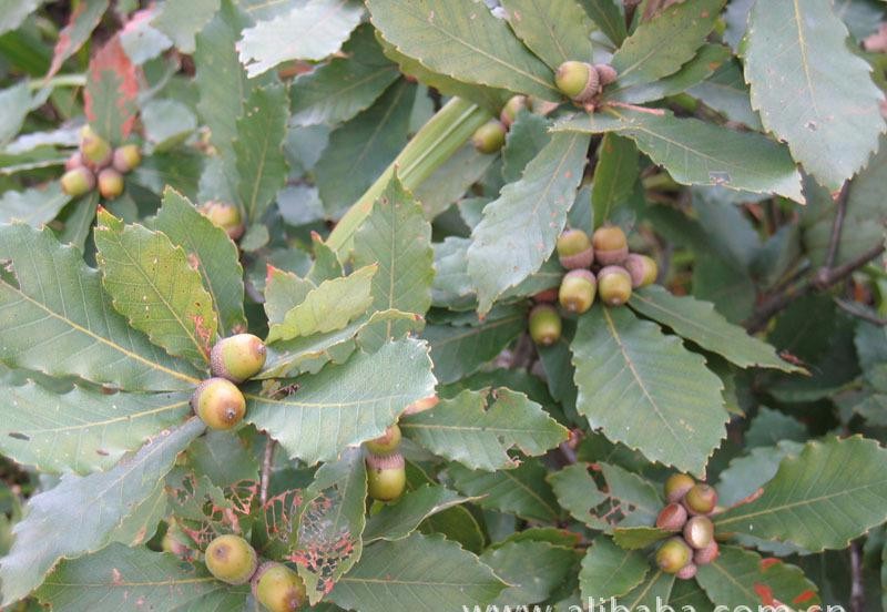 十大外围足球平台app手机版