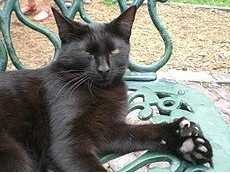 十大外围足球大平台