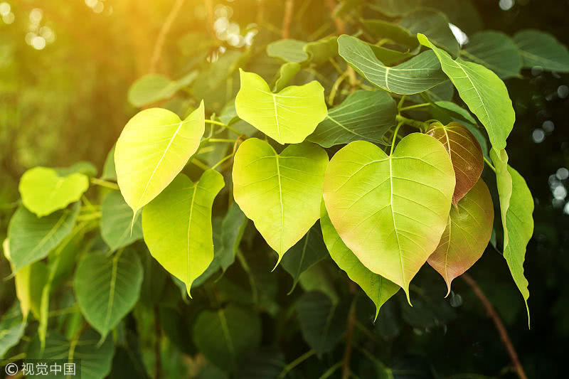 十大外围足球大平台